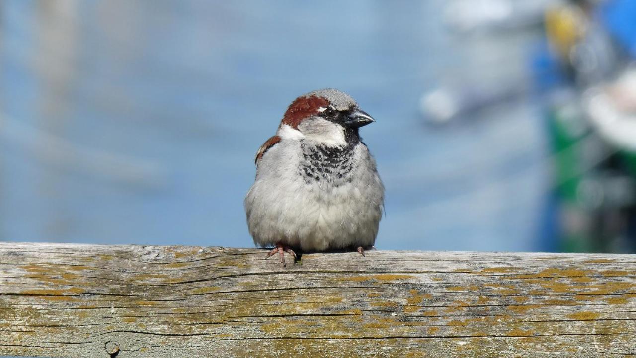 Ferienwohnung Roth Am Naturschutzgebiet Bodensee Eriskircher Ried Exteriör bild